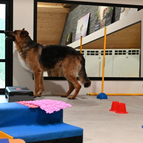 Exercise room German Shepherd