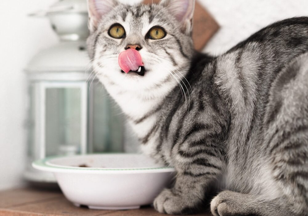 Voeding voor dieren bestellen?