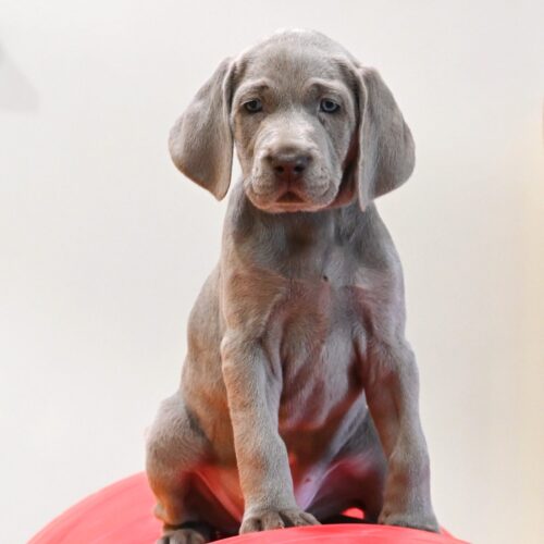 pup