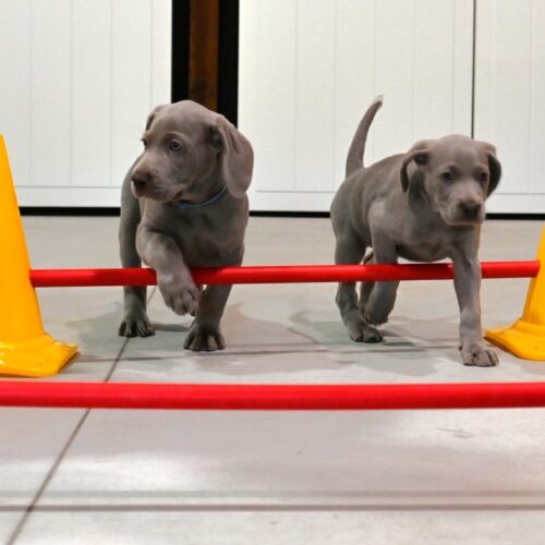 pups cavaletti